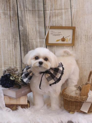 20241029メルちゃん